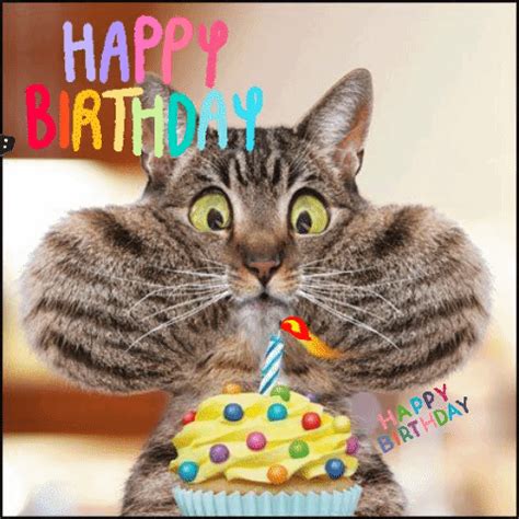 com has been. . Happy birthday cats gif funny